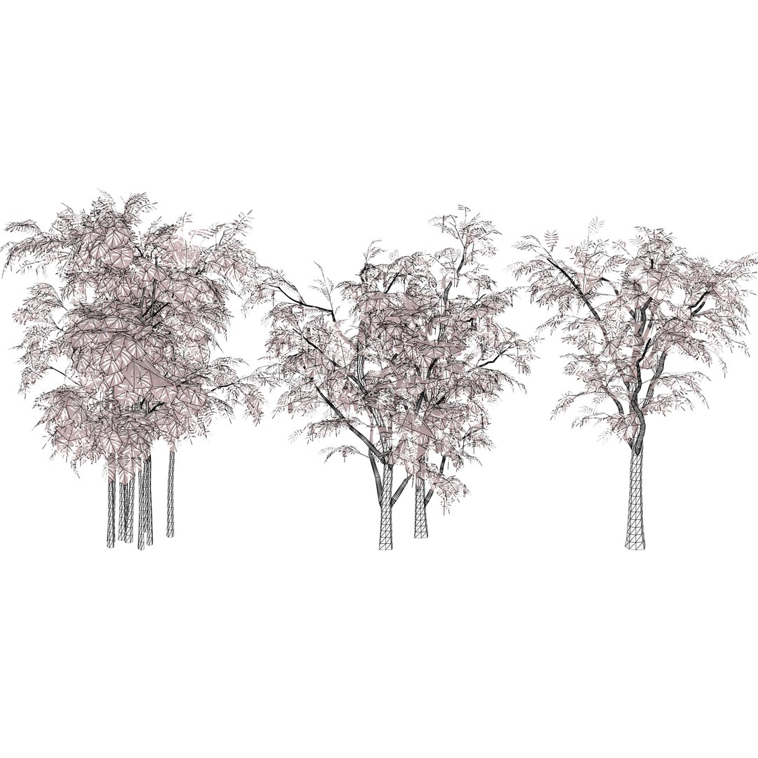 Native South African Plants  Trees for Archviz  Games 3D model https://p.turbosquid.com/ts-thumb/4z/80ukDF/SO/southafricanacaciabrevispica6/jpg/1757089907/1920x1080/fit_q87/7b124f72861bbbd41e5a15322dcea04d856807e9/southafricanacaciabrevispica6.jpg