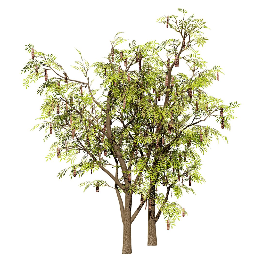 Native South African Plants  Trees for Archviz  Games 3D model https://p.turbosquid.com/ts-thumb/4z/80ukDF/TT/southafricanacaciabrevispica4/jpg/1757089808/1920x1080/fit_q87/9ffe4ac89075618aec9fc5e0f566fe9bd9329ae1/southafricanacaciabrevispica4.jpg