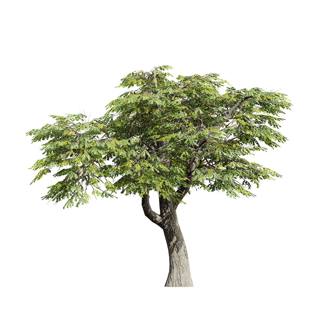 Native South African Plants  Trees for Archviz  Games 3D model https://p.turbosquid.com/ts-thumb/4z/80ukDF/WE/southafricanmopanetree3/jpg/1757089824/1920x1080/fit_q87/9532fb98f098e494552c8c36cbb8ceef97b522ab/southafricanmopanetree3.jpg