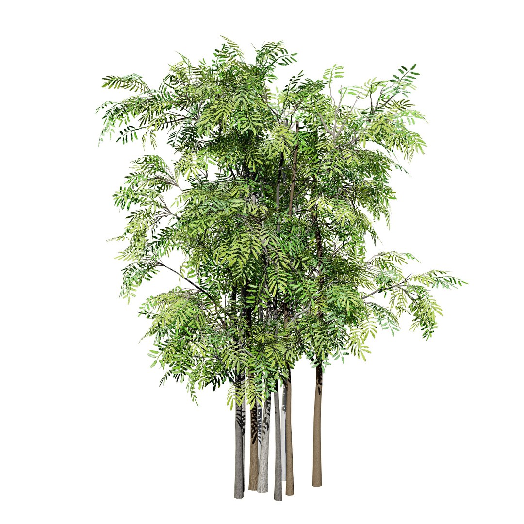 Native South African Plants  Trees for Archviz  Games 3D model https://p.turbosquid.com/ts-thumb/4z/80ukDF/Ys/southafricanacaciabrevispica3/jpg/1757089807/1920x1080/fit_q87/9a116a0a14b5493915ddddd2f898fc204c1f1e66/southafricanacaciabrevispica3.jpg