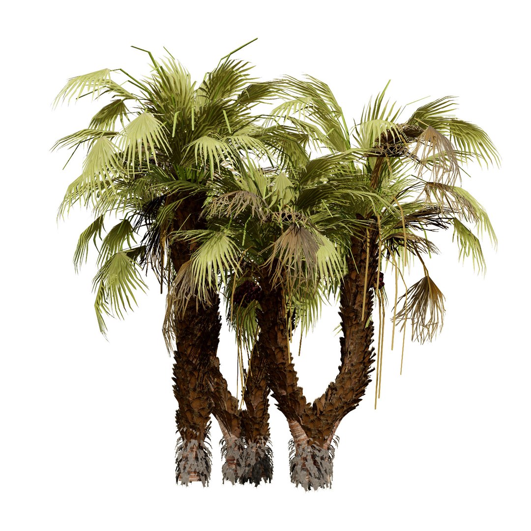Native South African Plants  Trees for Archviz  Games 3D model https://p.turbosquid.com/ts-thumb/4z/80ukDF/Yv/southafricandoumpalm4/jpg/1757089818/1920x1080/fit_q87/47c3aca463144c7fa7988d3e306c03e9d49eb200/southafricandoumpalm4.jpg