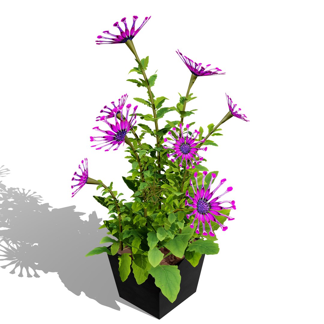 Native South African Plants  Trees for Archviz  Games 3D model https://p.turbosquid.com/ts-thumb/4z/80ukDF/Yy/southafricanosteospermumflowers7/jpg/1757089829/1920x1080/fit_q87/04c7af98a92dfce6ca8dd7031b88fc584a7d9ff0/southafricanosteospermumflowers7.jpg