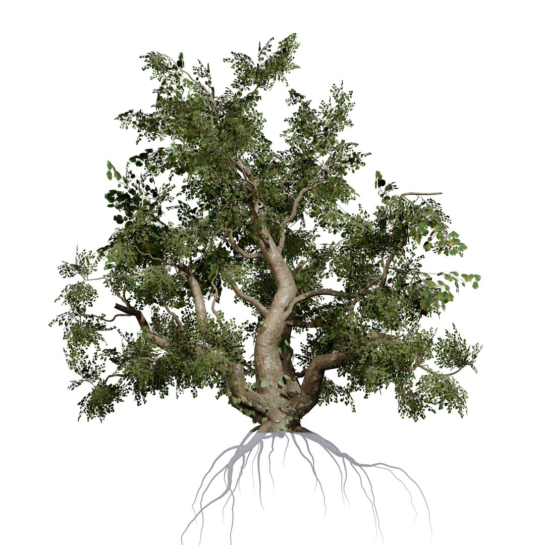 Native South African Plants  Trees for Archviz  Games 3D model https://p.turbosquid.com/ts-thumb/4z/80ukDF/ZL/southafricancommonstar4/jpg/1757089816/1920x1080/fit_q87/bc4b82d9622f048525bd3e0316a2c1b434d3e20c/southafricancommonstar4.jpg