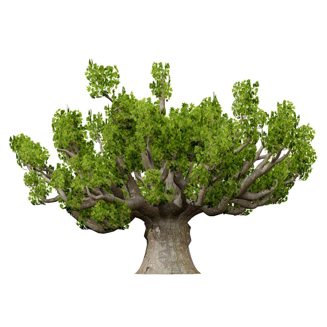 Native South African Plants  Trees for Archviz  Games 3D model https://p.turbosquid.com/ts-thumb/4z/80ukDF/b3/southafricansterculiaafricanathirdvariationz65/jpg/1757089838/1920x1080/fit_q87/e42a9f5e486423d4c7e4fe0bc8ee7a0d4ebe8436/southafricansterculiaafricanathirdvariationz65.jpg