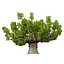 Plantes et arbres indigènes d'Afrique du Sud pour les jeux Archviz