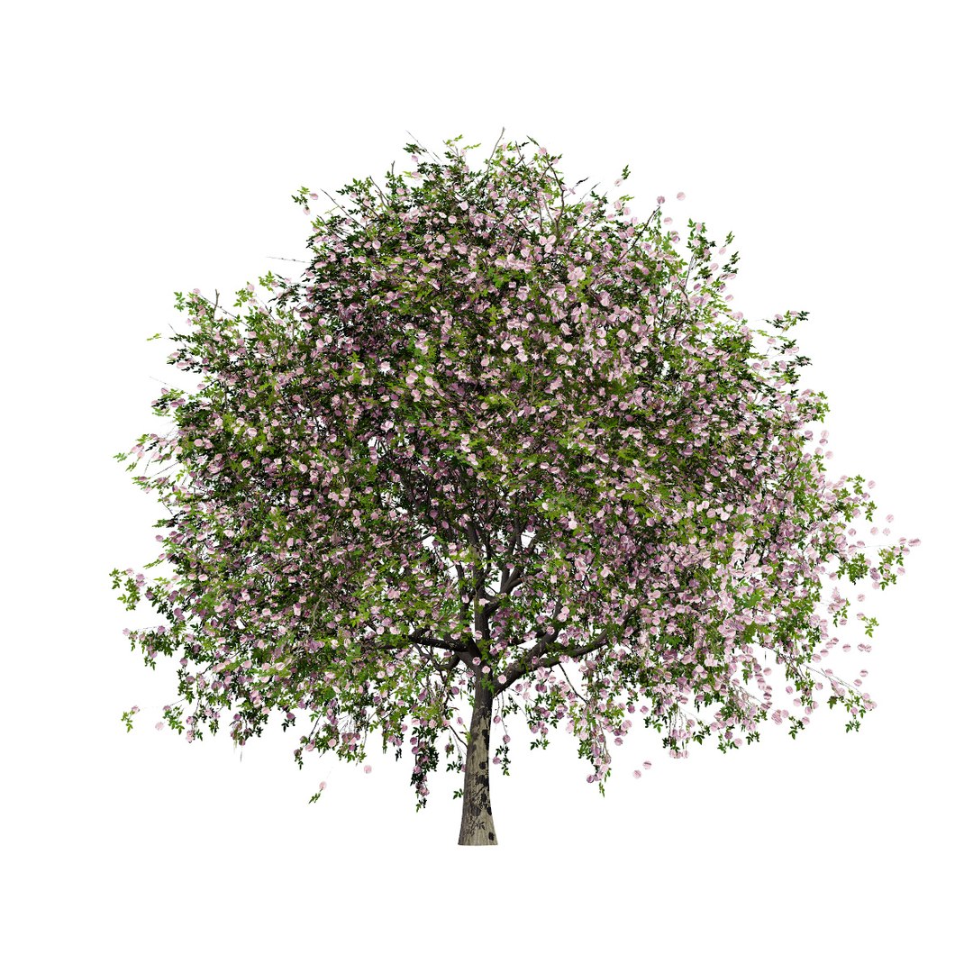 Native South African Plants  Trees for Archviz  Games 3D model https://p.turbosquid.com/ts-thumb/4z/80ukDF/bv/southafricanpompontree3/jpg/1757089832/1920x1080/fit_q87/f1be1bb9a8db7a76811715cdf72f0e07284ba84a/southafricanpompontree3.jpg