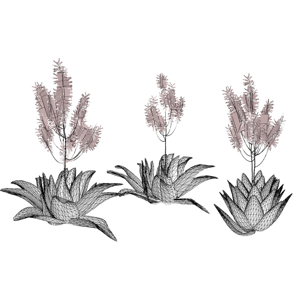 Native South African Plants  Trees for Archviz  Games 3D model https://p.turbosquid.com/ts-thumb/4z/80ukDF/cK/southafricanaloestriata6/jpg/1757089907/1920x1080/fit_q87/720ce578c7f19176de53aa4d34410fb2a308735d/southafricanaloestriata6.jpg