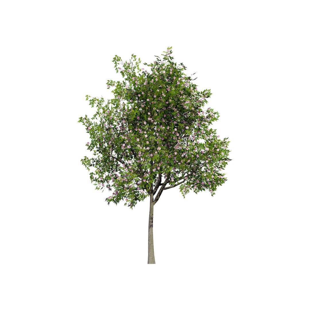 Native South African Plants  Trees for Archviz  Games 3D model https://p.turbosquid.com/ts-thumb/4z/80ukDF/dD/southafricanpompontree4/jpg/1757089832/1920x1080/fit_q87/7545233deb7eb077eea74f533371c8e7925deca4/southafricanpompontree4.jpg