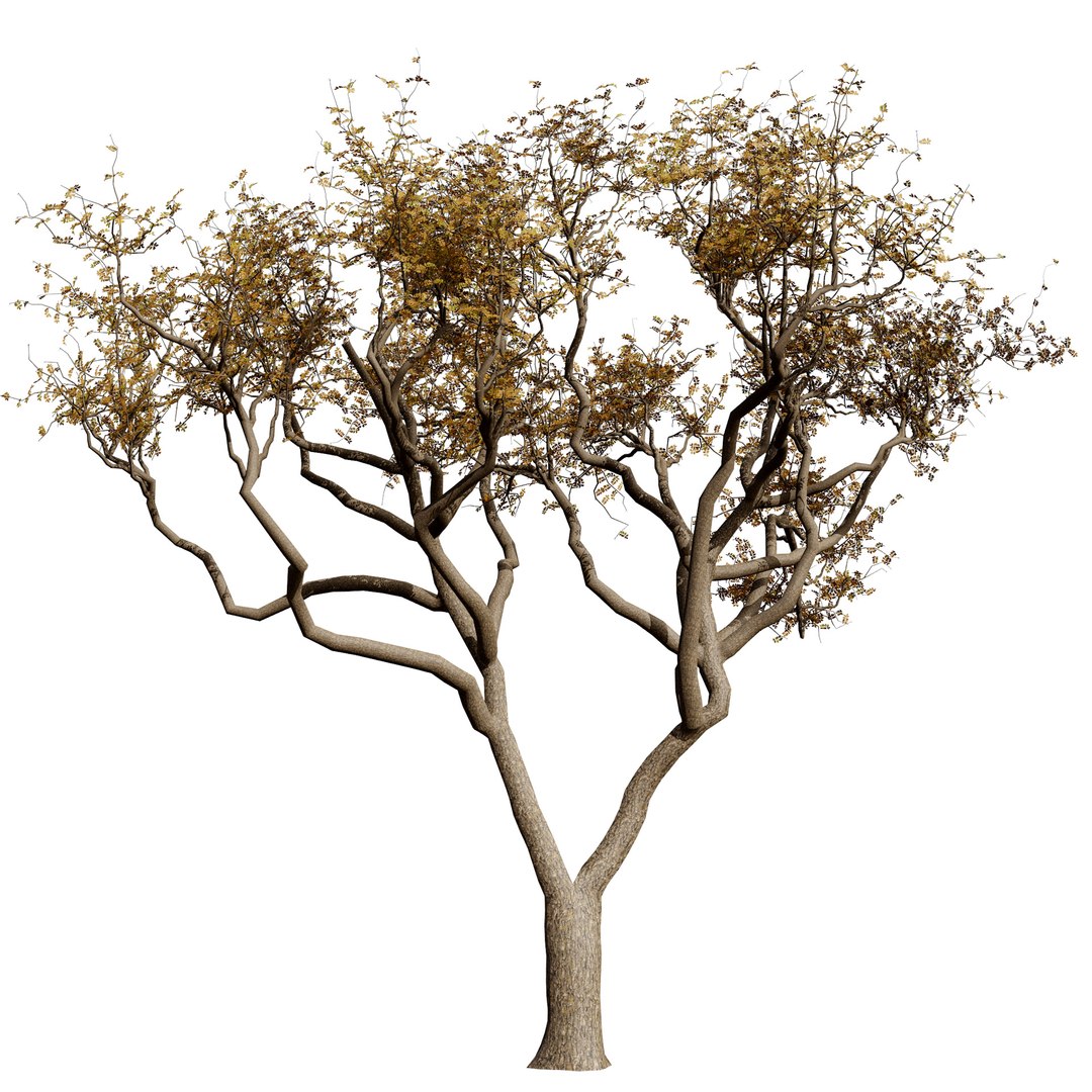 Native South African Plants  Trees for Archviz  Games 3D model https://p.turbosquid.com/ts-thumb/4z/80ukDF/eY/marulatree4/jpg/1757089805/1920x1080/fit_q87/5bf657282d7db988c7245faf673b6f86ce5964ae/marulatree4.jpg
