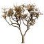 Plantes et arbres indigènes d'Afrique du Sud pour les jeux Archviz