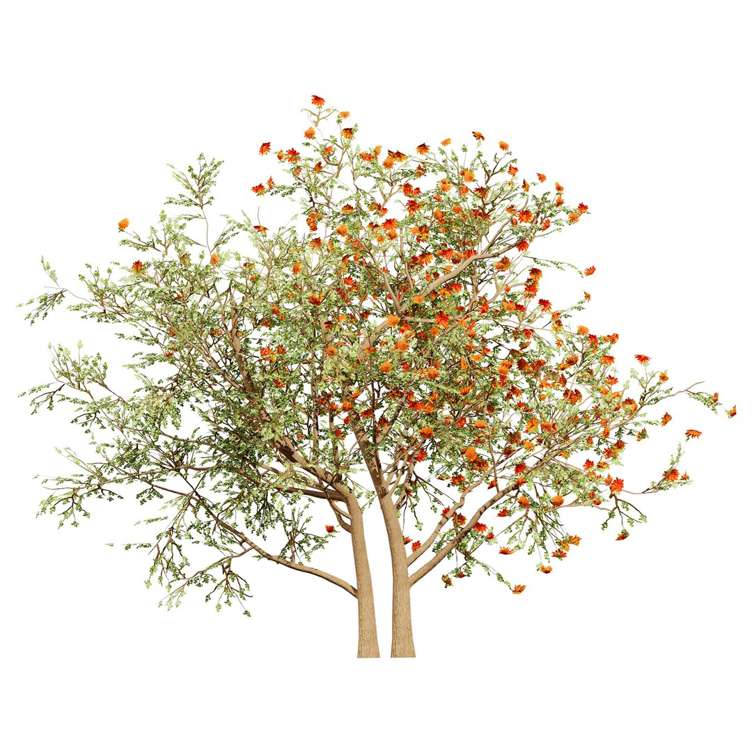 Native South African Plants  Trees for Archviz  Games 3D model https://p.turbosquid.com/ts-thumb/4z/80ukDF/gW/southafricanerythrinalysistemontree3/jpg/1757089819/1920x1080/fit_q87/34b71588d9ec63a70d78ac2f102de9110a8ef402/southafricanerythrinalysistemontree3.jpg