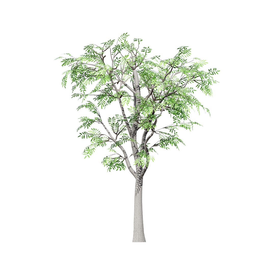 Native South African Plants  Trees for Archviz  Games 3D model https://p.turbosquid.com/ts-thumb/4z/80ukDF/h8/southafricanacaciabrevispica5/jpg/1757089808/1920x1080/fit_q87/79841a4eed43adcadf76f804b65be2566fc31285/southafricanacaciabrevispica5.jpg
