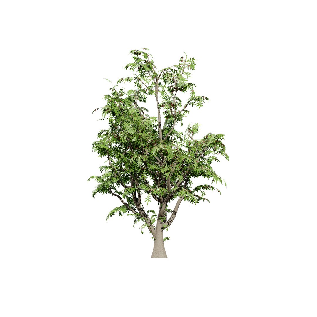 Native South African Plants  Trees for Archviz  Games 3D model https://p.turbosquid.com/ts-thumb/4z/80ukDF/iw/evergreensouthafricanwildplumtrees4/jpg/1757089803/1920x1080/fit_q87/e8a8fee45ca4882ec5f291c9463922d04969150b/evergreensouthafricanwildplumtrees4.jpg