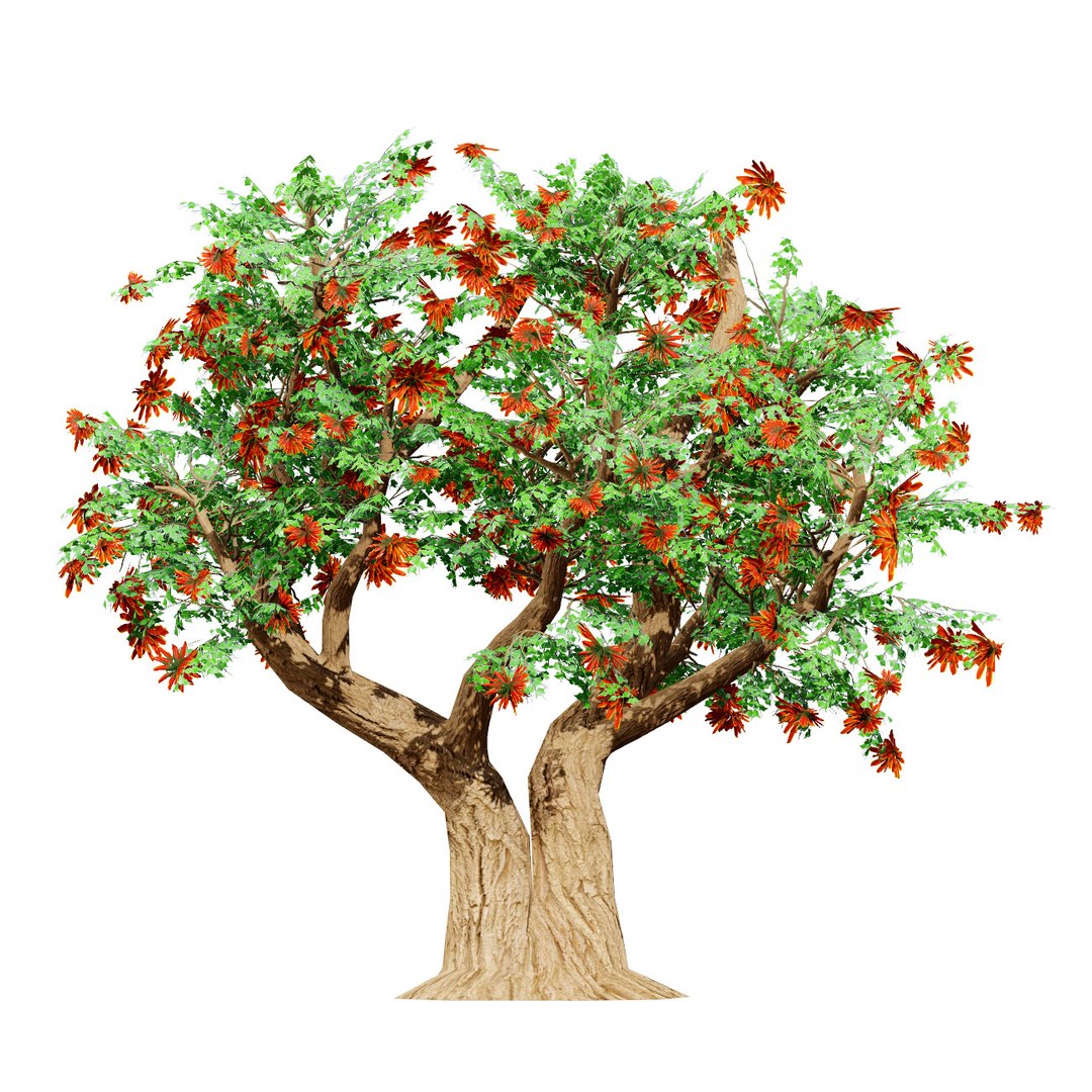 Native South African Plants  Trees for Archviz  Games 3D model https://p.turbosquid.com/ts-thumb/4z/80ukDF/jB/southafricanerythrinalysistemontree4/jpg/1757089819/1920x1080/fit_q87/20b3ec2cefa9466d9f5ac2440e032aff70ea8331/southafricanerythrinalysistemontree4.jpg