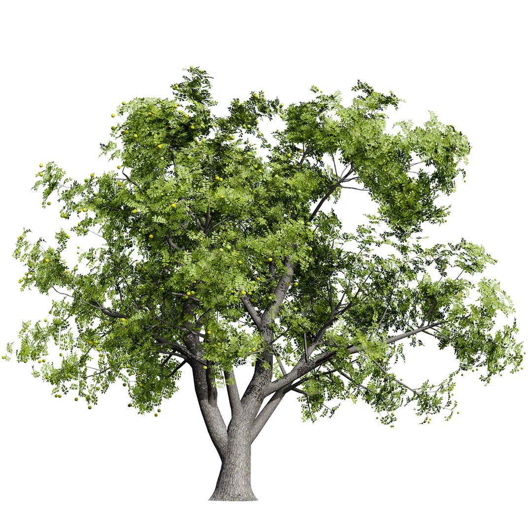 Native South African Plants  Trees for Archviz  Games 3D model https://p.turbosquid.com/ts-thumb/4z/80ukDF/kB/marulatree5/jpg/1757089805/1920x1080/fit_q87/18862658f0bf65d3d1c18c5a3351dde61938a139/marulatree5.jpg
