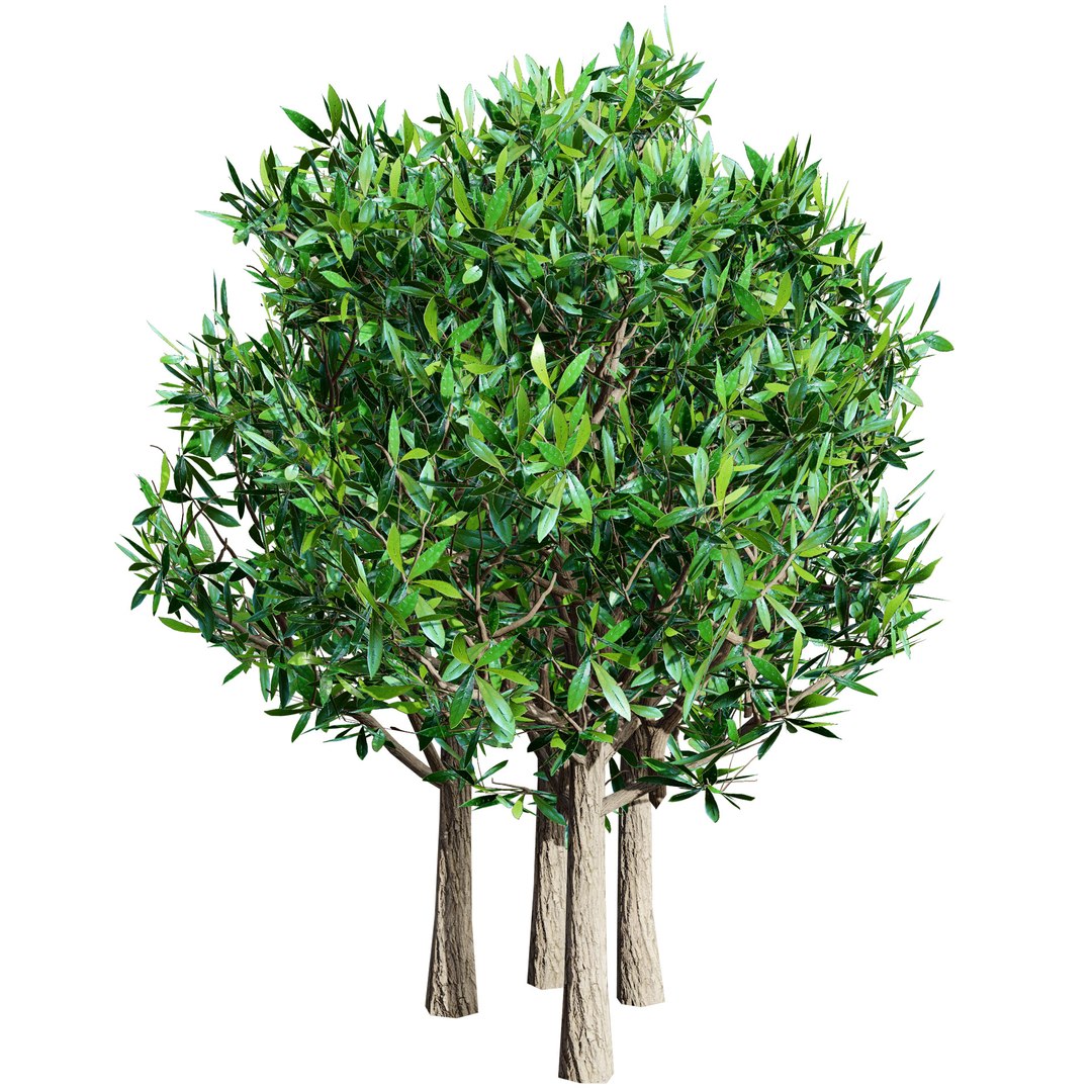 Native South African Plants  Trees for Archviz  Games 3D model https://p.turbosquid.com/ts-thumb/4z/80ukDF/kd/southafricanmiracleberryplant4/jpg/1757089823/1920x1080/fit_q87/2a3698e82942d3145f2c06ef1cdf450755079aba/southafricanmiracleberryplant4.jpg