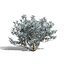 Plantes et arbres indigènes d'Afrique du Sud pour les jeux Archviz