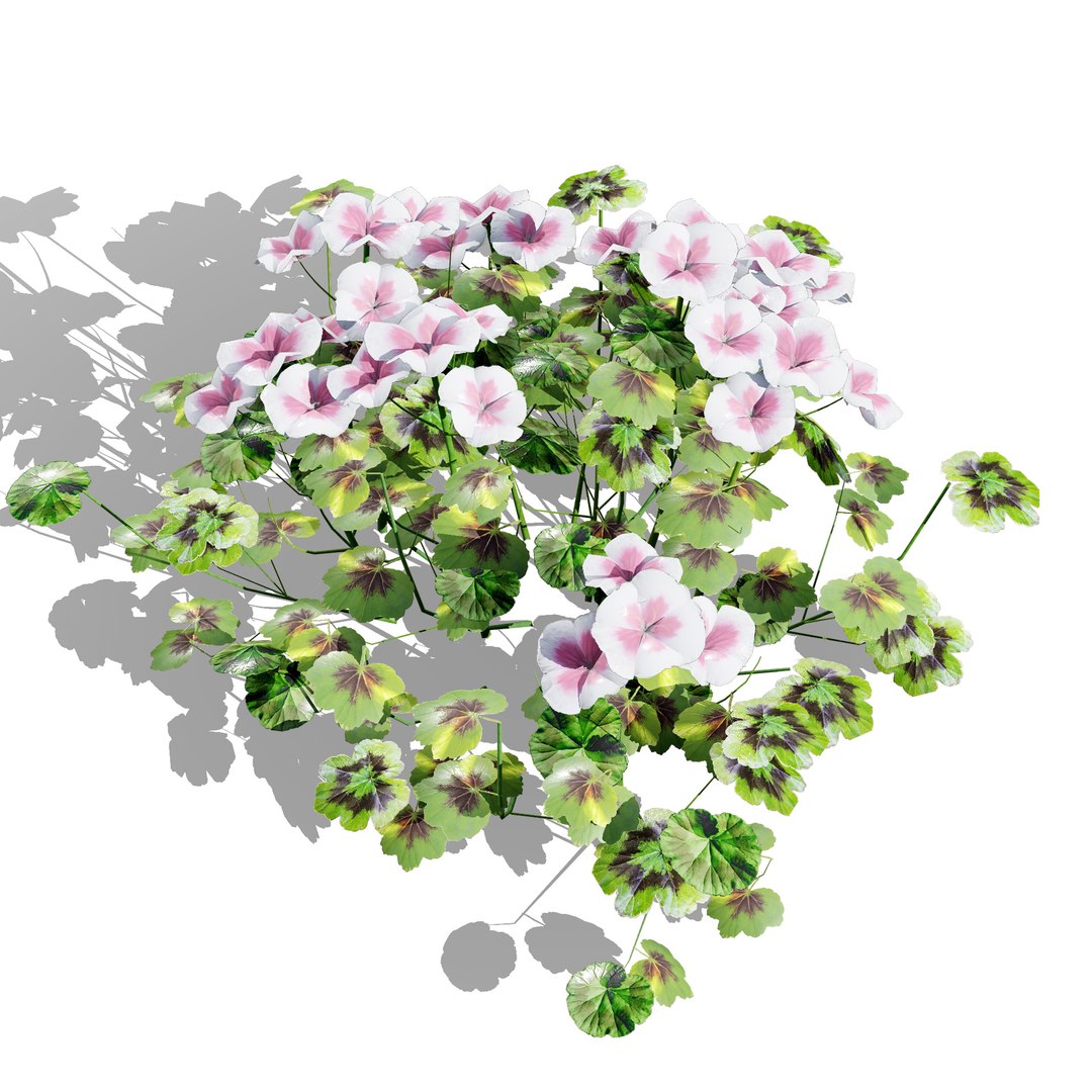 Native South African Plants  Trees for Archviz  Games 3D model https://p.turbosquid.com/ts-thumb/4z/80ukDF/mp/southafricanpelargoniumpack3/jpg/1757089829/1920x1080/fit_q87/8bd69568960e985eec7bc55e44398893e8858f42/southafricanpelargoniumpack3.jpg