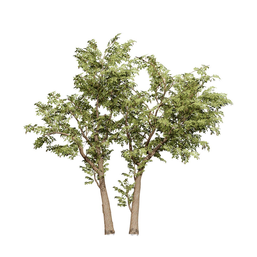 Native South African Plants  Trees for Archviz  Games 3D model https://p.turbosquid.com/ts-thumb/4z/80ukDF/nV/southafricansenegalianigrescens4/jpg/1757089836/1920x1080/fit_q87/f39d0e70f763a825bde78374d16f61da3423d8c8/southafricansenegalianigrescens4.jpg