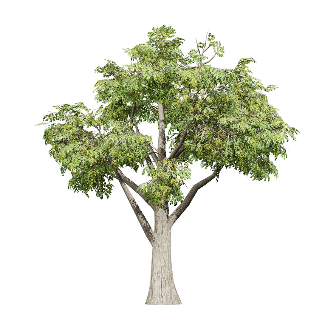 Native South African Plants  Trees for Archviz  Games 3D model https://p.turbosquid.com/ts-thumb/4z/80ukDF/nW/southafricanmopanetree4/jpg/1757089825/1920x1080/fit_q87/3d98857f17bc052ce4597a4962dd2236b3158814/southafricanmopanetree4.jpg
