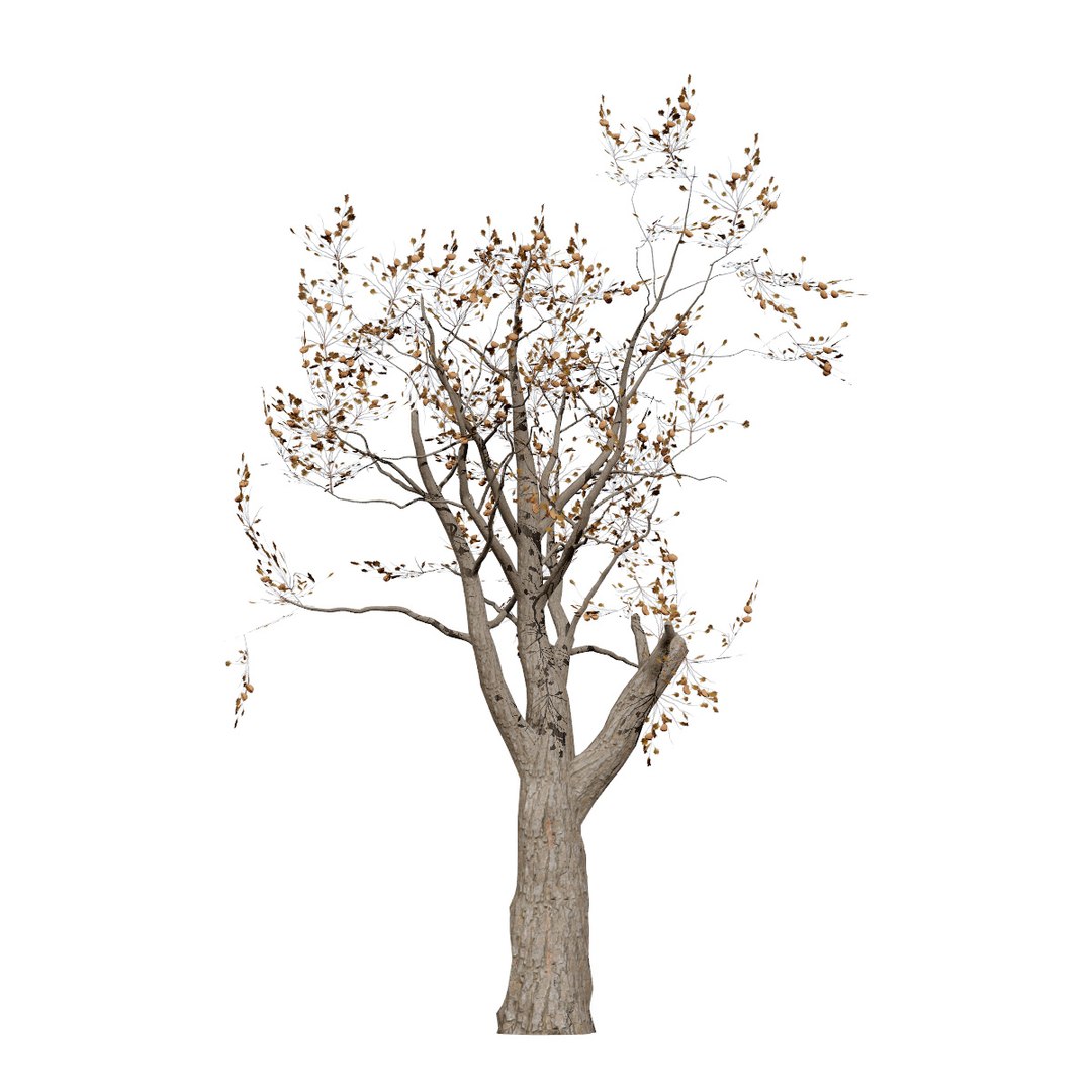 Native South African Plants  Trees for Archviz  Games 3D model https://p.turbosquid.com/ts-thumb/4z/80ukDF/qG/southafricansterculiaafricanasecondvariation/jpg/1757089837/1920x1080/fit_q87/be84341a298d9a6e05fc98fe66b30bf5c4a3aa37/southafricansterculiaafricanasecondvariation.jpg