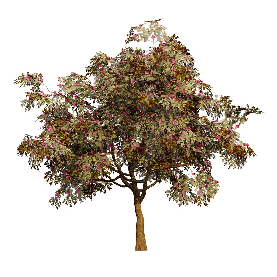 Native South African Plants  Trees for Archviz  Games 3D model https://p.turbosquid.com/ts-thumb/4z/80ukDF/qW/southafricancombretumkraussiitrees5/jpg/1757089815/1920x1080/fit_q87/07ab507f92a726732b63be8dda81cf099932b101/southafricancombretumkraussiitrees5.jpg