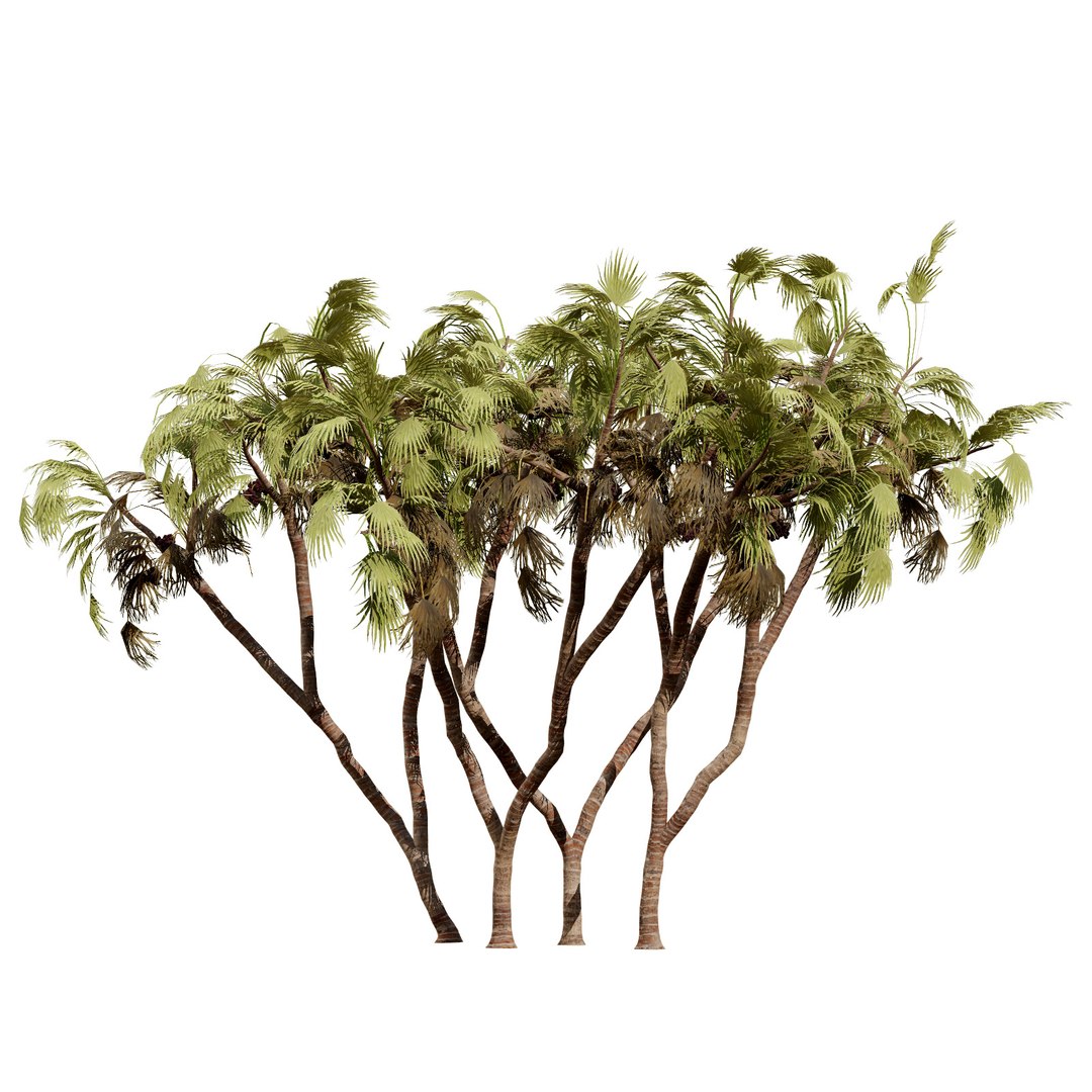 Native South African Plants  Trees for Archviz  Games 3D model https://p.turbosquid.com/ts-thumb/4z/80ukDF/qq/southafricandoumpalm3/jpg/1757089817/1920x1080/fit_q87/59fbe8e376f520d66b1fcbebbe6d41edfdb77118/southafricandoumpalm3.jpg