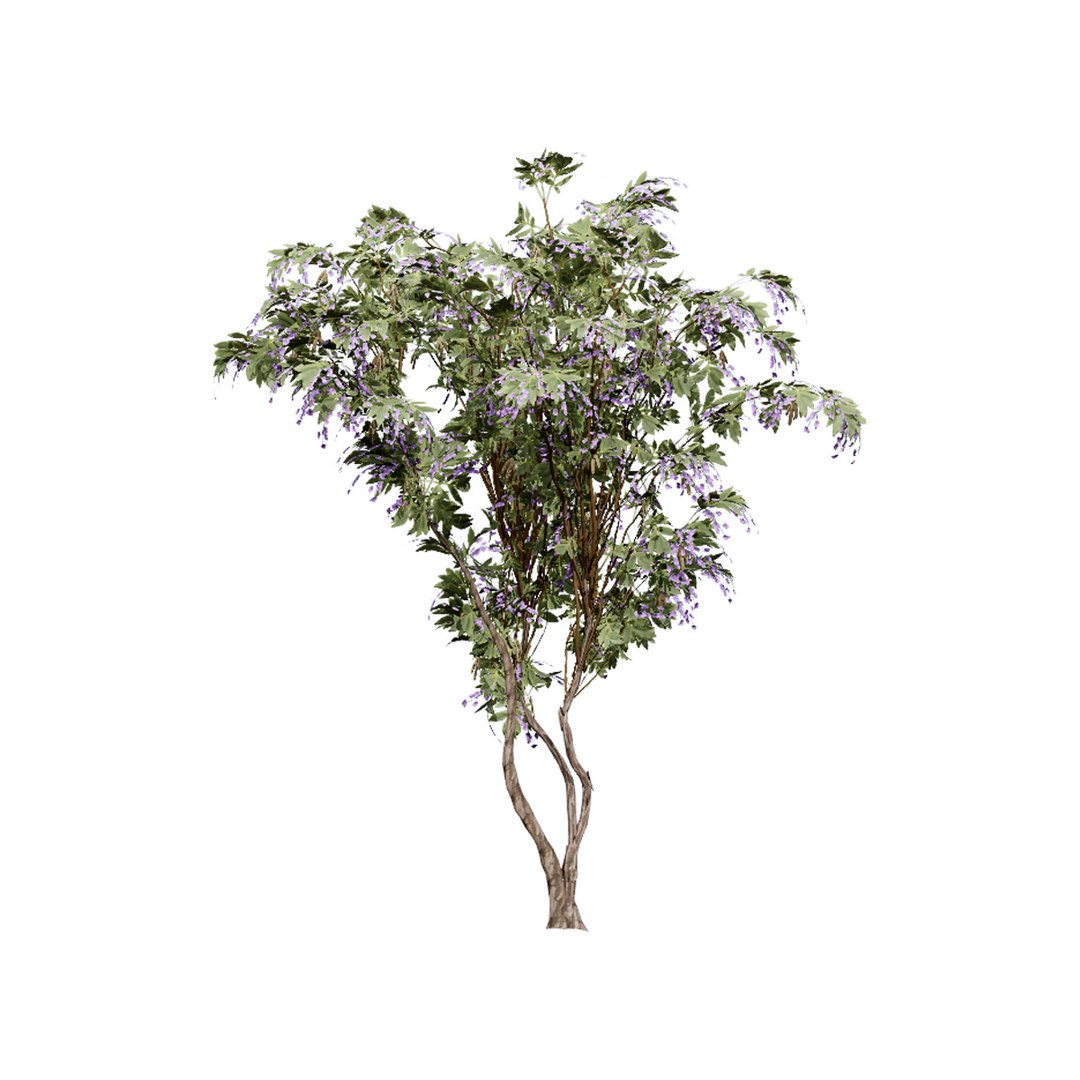 Native South African Plants  Trees for Archviz  Games 3D model https://p.turbosquid.com/ts-thumb/4z/80ukDF/tJ/southafricantreewisteria4/jpg/1757089839/1920x1080/fit_q87/ffd7734960b169e5ef5b6b266f57458e11eef99c/southafricantreewisteria4.jpg