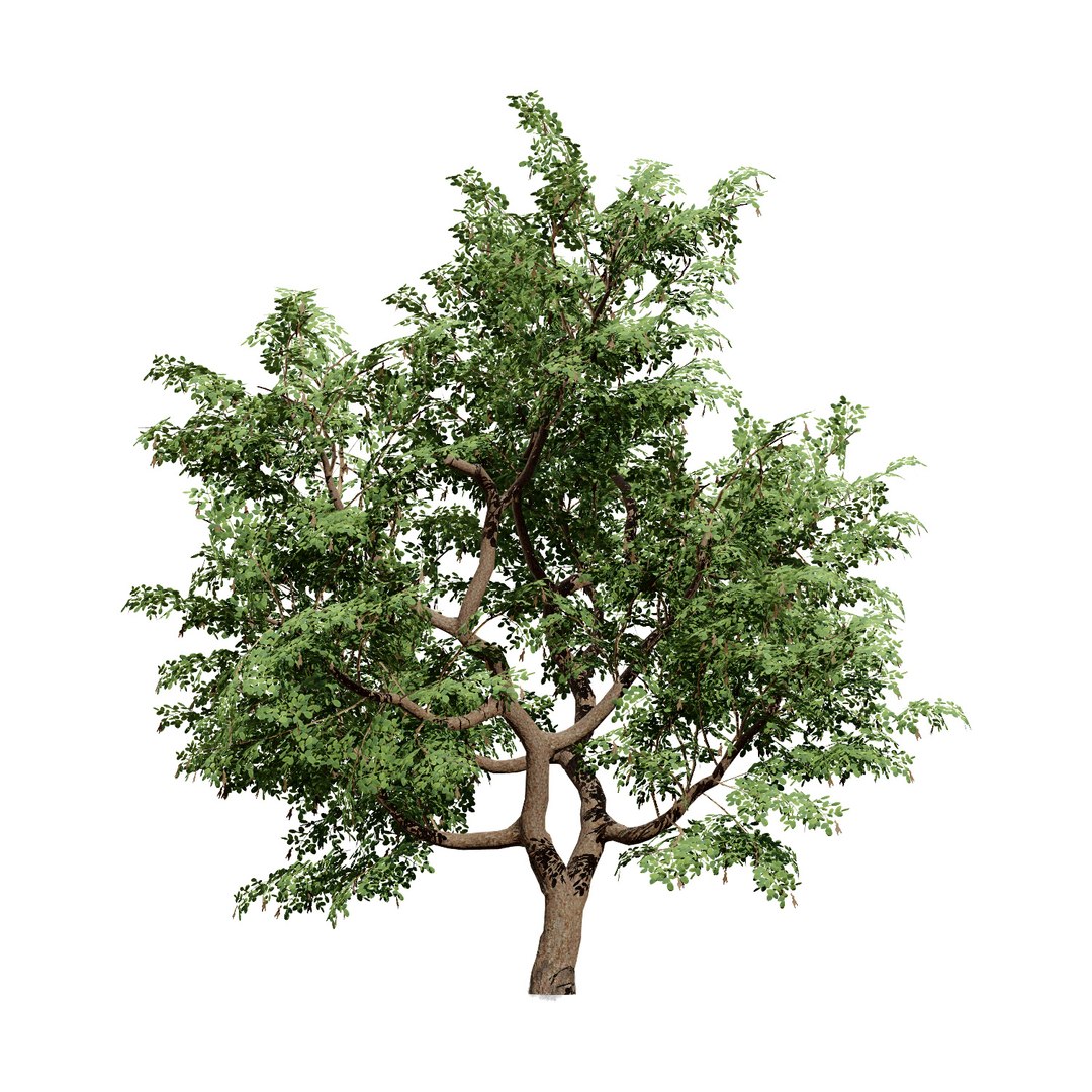 Native South African Plants  Trees for Archviz  Games 3D model https://p.turbosquid.com/ts-thumb/4z/80ukDF/tT/southafricansenegalianigrescens3/jpg/1757089835/1920x1080/fit_q87/ed48d4cffd381fac26e3efb515da498ceb97f46b/southafricansenegalianigrescens3.jpg