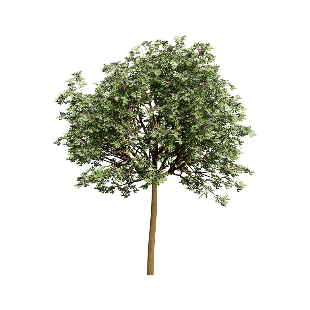 Native South African Plants  Trees for Archviz  Games 3D model https://p.turbosquid.com/ts-thumb/4z/80ukDF/u7/southafricancamphorbush4/jpg/1757089812/1920x1080/fit_q87/d467aabd12be47d9d8ca6b36e232904d0e332c17/southafricancamphorbush4.jpg