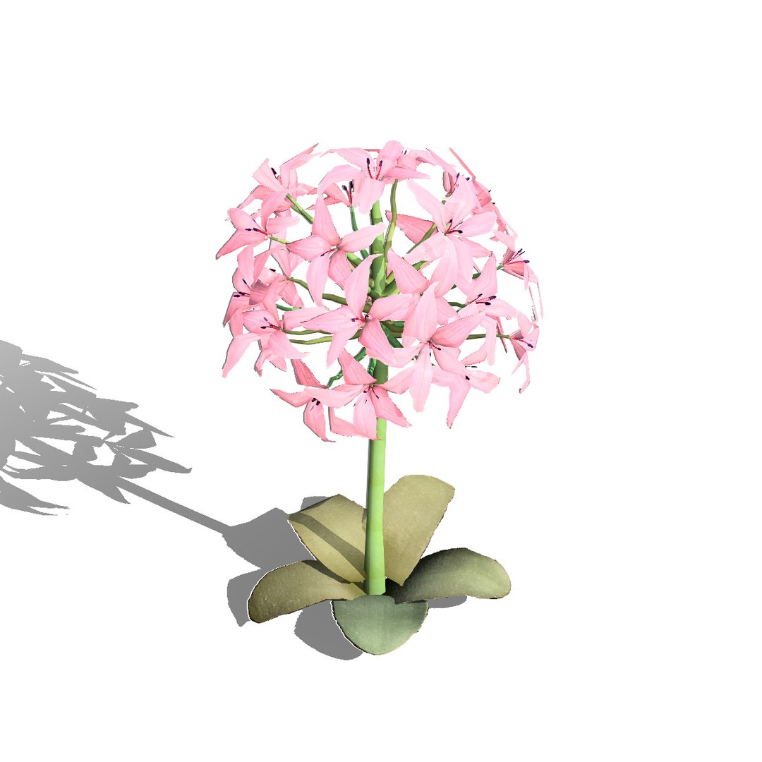 Native South African Plants  Trees for Archviz  Games 3D model https://p.turbosquid.com/ts-thumb/4z/80ukDF/uJ/southafricancandelabraflower3/jpg/1757089813/1920x1080/fit_q87/6bddb6bfcf1e9d3c200f28fb5e482cdbcdd524ac/southafricancandelabraflower3.jpg