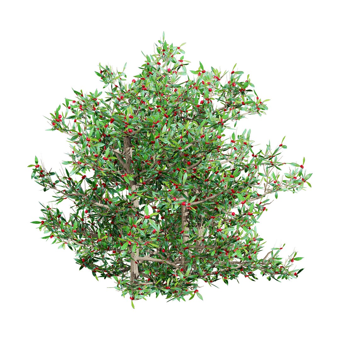 Native South African Plants  Trees for Archviz  Games 3D model https://p.turbosquid.com/ts-thumb/4z/80ukDF/uU/southafricanmiracleberryplant3/jpg/1757089823/1920x1080/fit_q87/f3dd1af53ab2a799fb106fafd4a7d1e2fe9dbb06/southafricanmiracleberryplant3.jpg