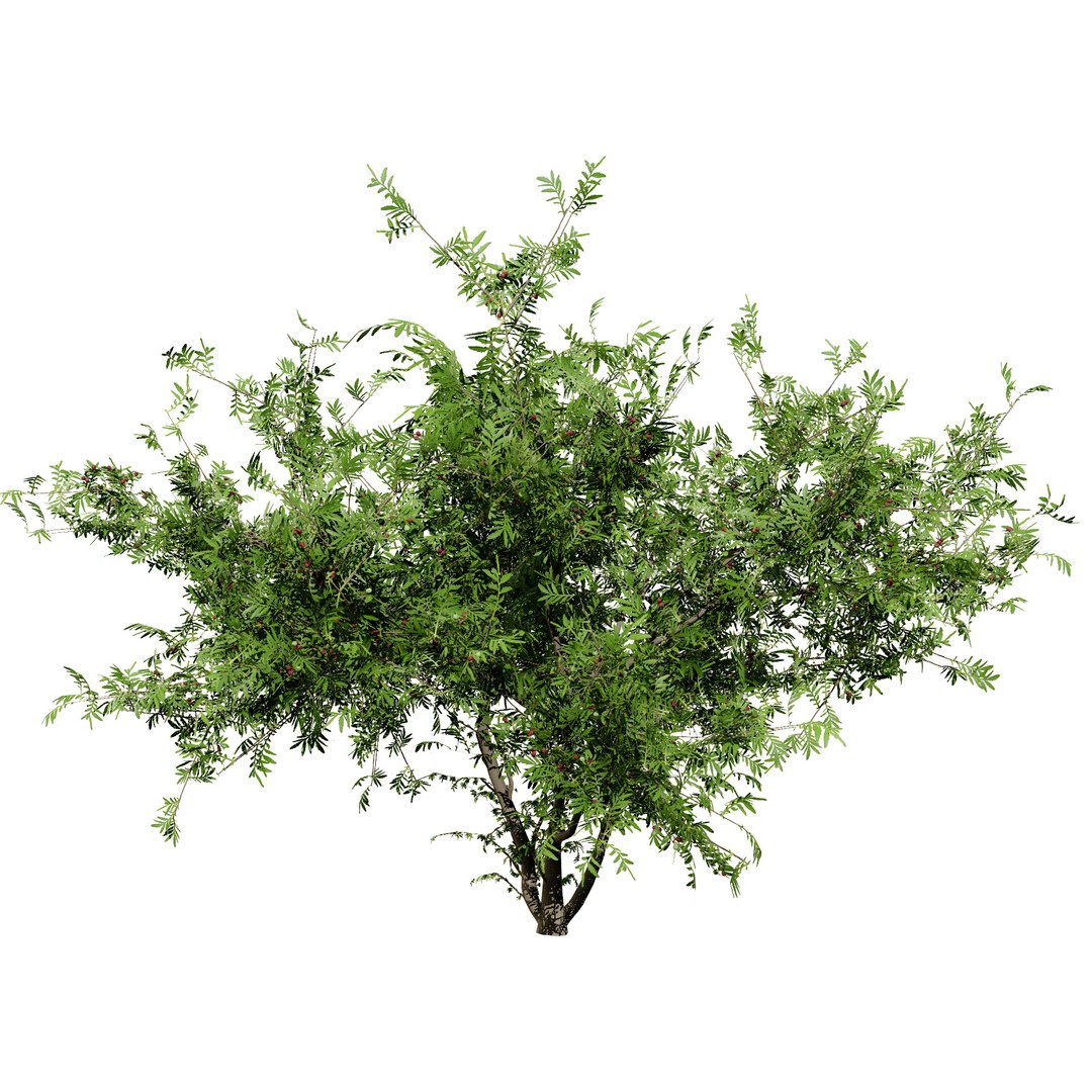 Native South African Plants  Trees for Archviz  Games 3D model https://p.turbosquid.com/ts-thumb/4z/80ukDF/v5/evergreensouthafricanwildplumtrees5/jpg/1757089804/1920x1080/fit_q87/2ccb892d0242cbc81018c1c4b7816ca9e87ccc27/evergreensouthafricanwildplumtrees5.jpg