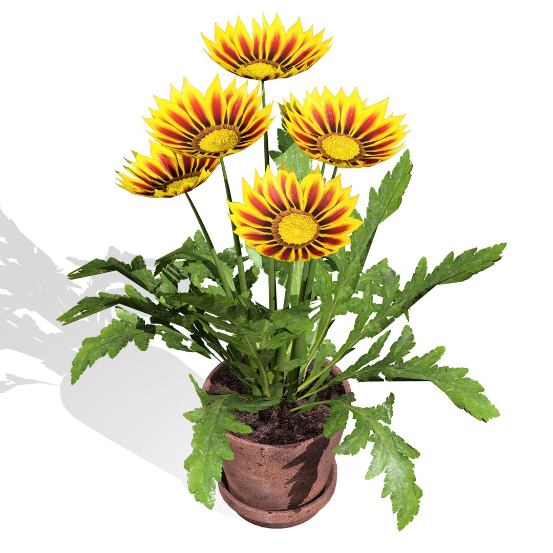 Native South African Plants  Trees for Archviz  Games 3D model https://p.turbosquid.com/ts-thumb/4z/80ukDF/vK/southernafricagazaniaflower5/jpg/1757089842/1920x1080/fit_q87/9e3f6444d68772785f18c73305fecf97a0b521b7/southernafricagazaniaflower5.jpg