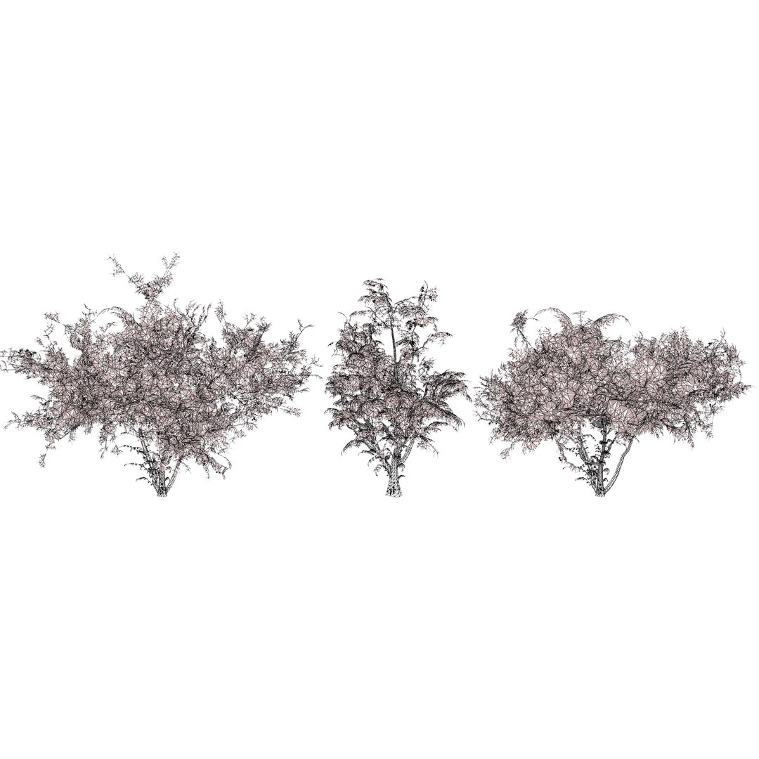 Native South African Plants  Trees for Archviz  Games 3D model https://p.turbosquid.com/ts-thumb/4z/80ukDF/vs/evergreensouthafricanwildplumtrees6/jpg/1757089905/1920x1080/fit_q87/9e3c747eb00bc3678c021dcc88d96277582b53f4/evergreensouthafricanwildplumtrees6.jpg