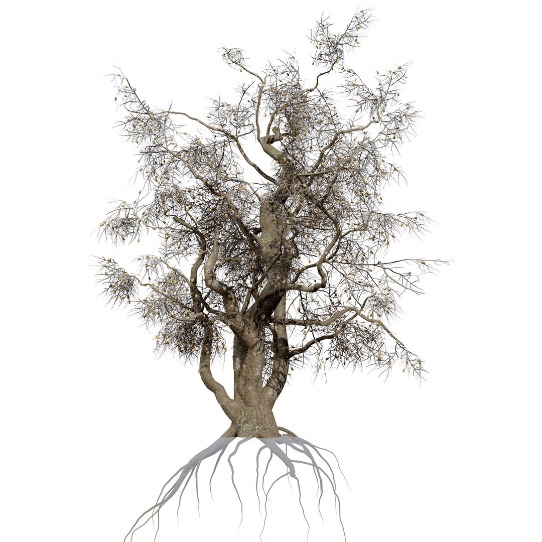 Native South African Plants  Trees for Archviz  Games 3D model https://p.turbosquid.com/ts-thumb/4z/80ukDF/x5/southafricancommonstar5/jpg/1757089817/1920x1080/fit_q87/0b90dced40ca815a7b36db805d9a724f5e4659b3/southafricancommonstar5.jpg