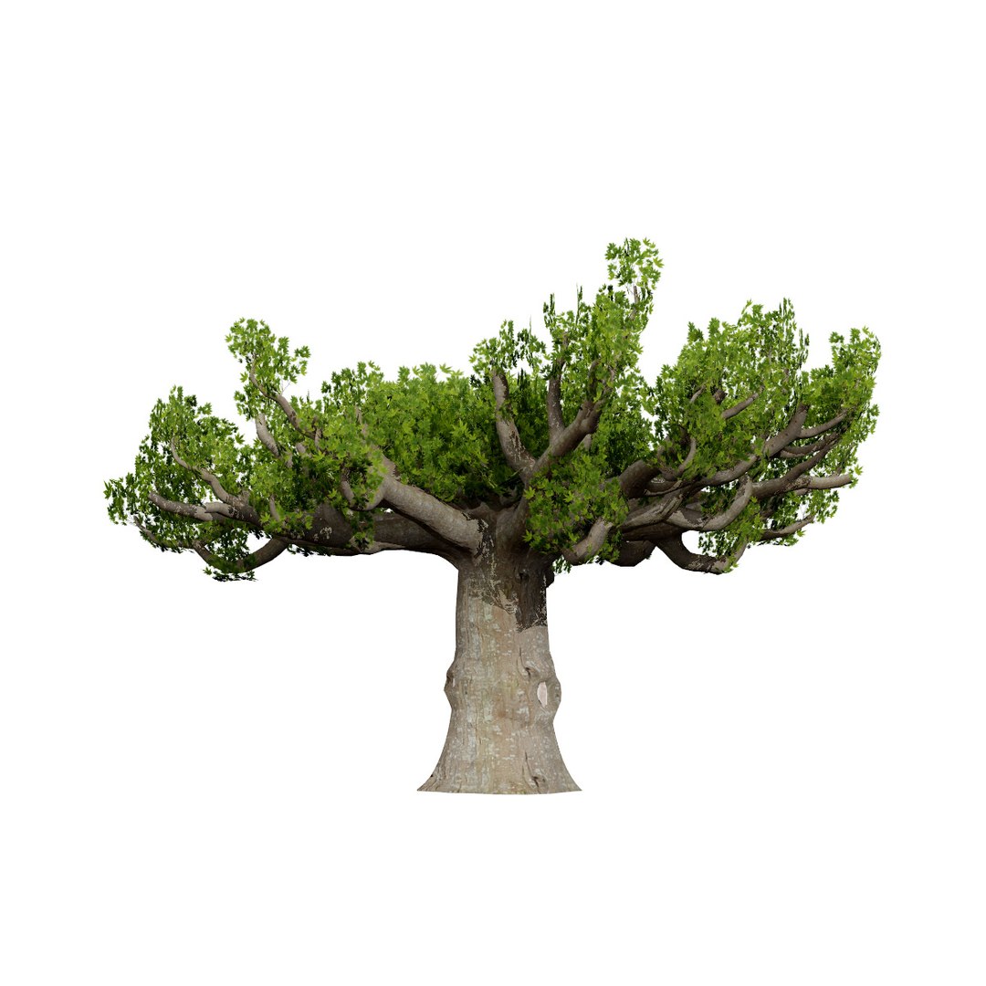 Native South African Plants  Trees for Archviz  Games 3D model https://p.turbosquid.com/ts-thumb/4z/80ukDF/xY/0southafricansterculiaafricanafourthvariation/jpg/1757089802/1920x1080/fit_q87/5c66fe36135275e87b56d8e2d58ab4a61500d99c/0southafricansterculiaafricanafourthvariation.jpg
