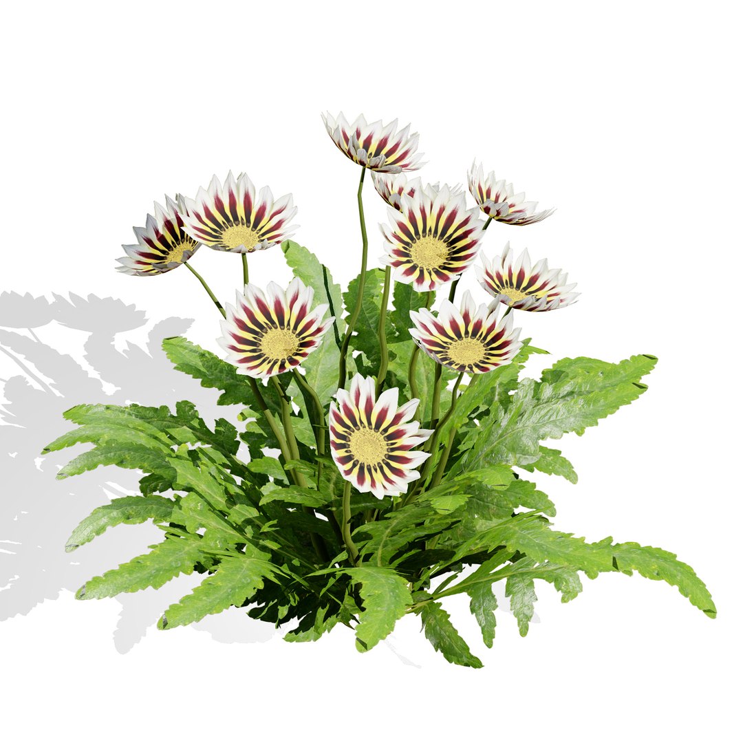 Native South African Plants  Trees for Archviz  Games 3D model https://p.turbosquid.com/ts-thumb/4z/80ukDF/z7/southernafricagazaniaflower6/jpg/1757089842/1920x1080/fit_q87/c44e8b0a24a24caa465ee2af221582504981057a/southernafricagazaniaflower6.jpg
