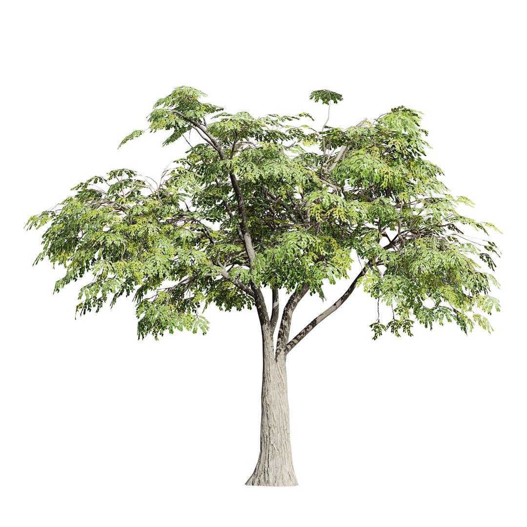 Native South African Plants  Trees for Archviz  Games 3D model https://p.turbosquid.com/ts-thumb/4z/80ukDF/zl/southafricanmopanetree5/jpg/1757089826/1920x1080/fit_q87/98a4ed1682a53b283b2f5022db4d0529eb84ae9b/southafricanmopanetree5.jpg