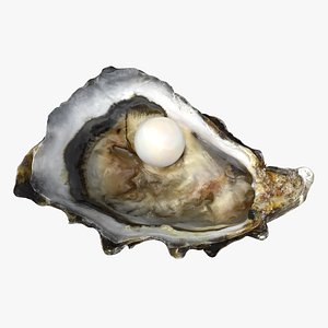 3D Oyster Shell with Pearl 2