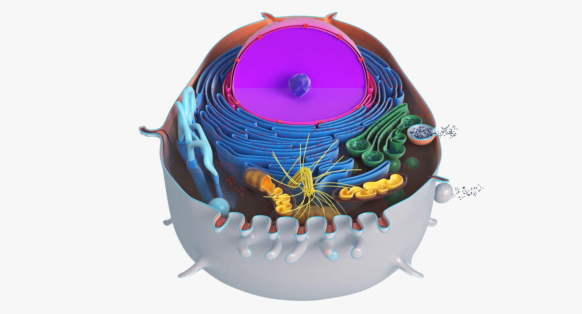 Animal Cell 3D Model - TurboSquid 1412296