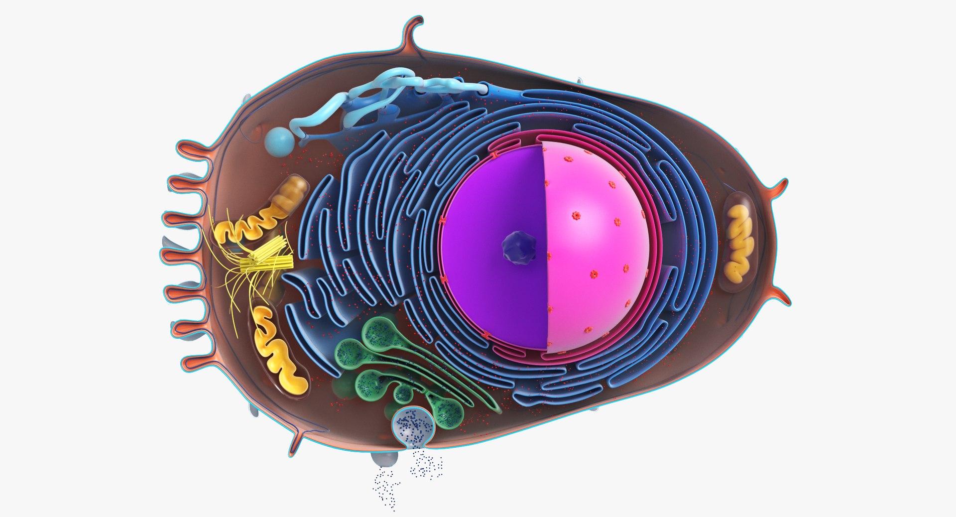 Animal Cell 3D Model - TurboSquid 1412296