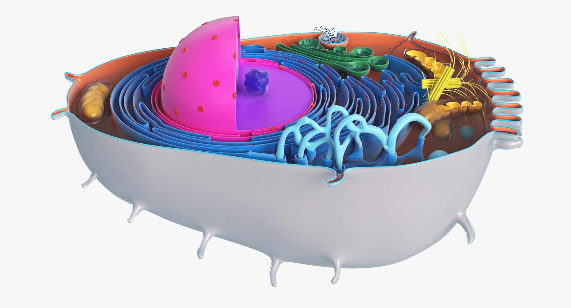 Animal Cell 3D Model - TurboSquid 1412296