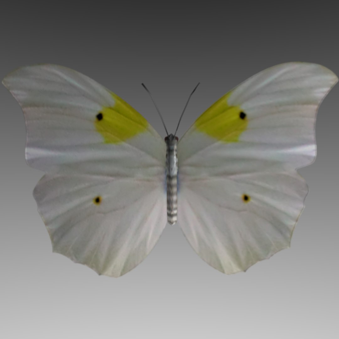 3d butterfly fly