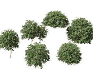 Cryptomeria japonica Globosa Nana - Dwarf globe japanese cedar 3D model