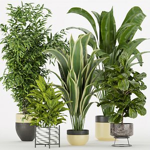 3D Collection plant vol 353 - indoor - fiddle - banana - aspidistra - Croton - cinema 4d - 3dsmax - ble