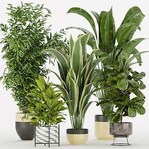 Collection plant vol 353 - indoor - fiddle - banana - aspidistra - Croton - cinema 4d - 3dsmax