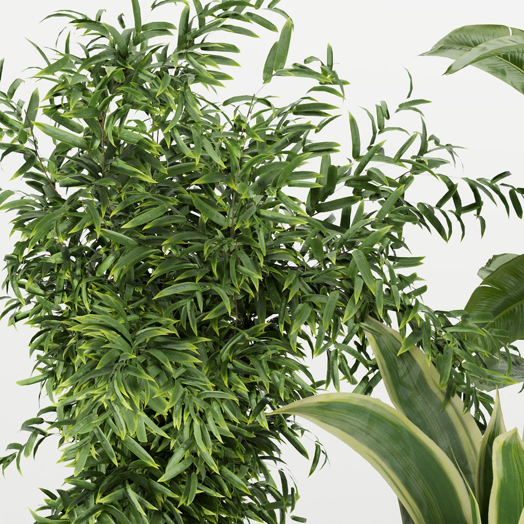 3D Collection plant vol 353 - indoor - fiddle - banana - aspidistra - Croton - cinema 4d - 3dsmax - ble https://p.turbosquid.com/ts-thumb/4z/fcYXT2/IM/untitled1_0003_4.jpg/jpg/1654632871/1920x1080/fit_q87/7167042c7db089f7baf62d69d139e30466adfa8f/untitled1_0003_4.jpg.jpg