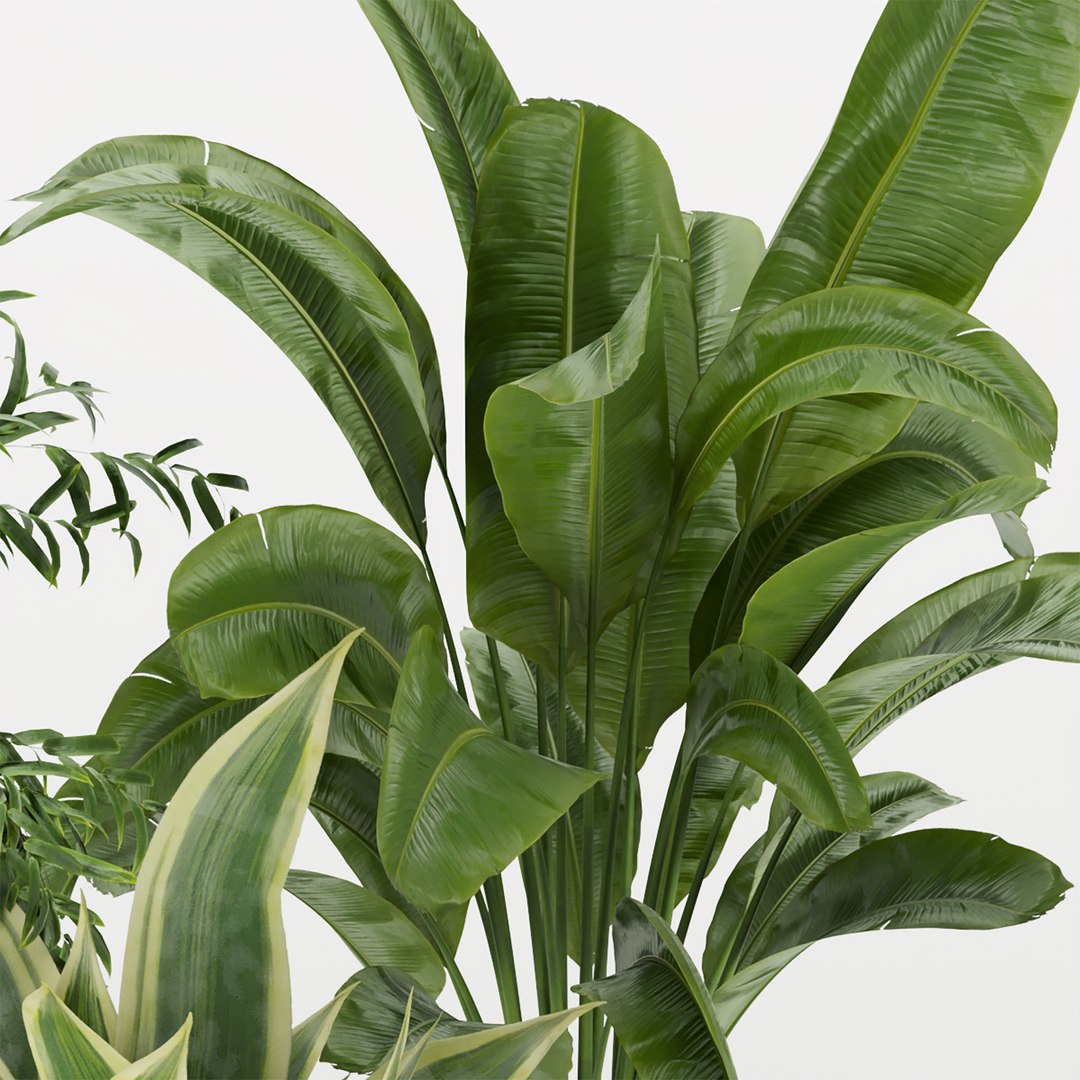 3D Collection plant vol 353 - indoor - fiddle - banana - aspidistra - Croton - cinema 4d - 3dsmax - ble https://p.turbosquid.com/ts-thumb/4z/fcYXT2/UC/untitled1_0002_3.jpg/jpg/1654632573/1920x1080/fit_q87/3661648ea07c570c1d5d2cb2a687f6f1d801c147/untitled1_0002_3.jpg.jpg