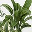 Collection plant vol 353 - indoor - fiddle - banana - aspidistra - Croton - cinema 4d - 3dsmax